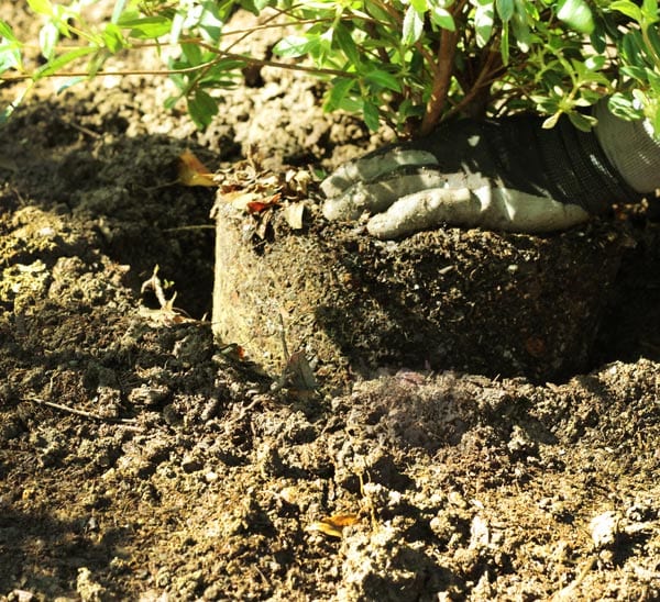 planting shrubs