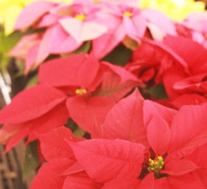 poinsettias