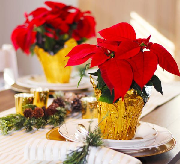 decorating ideas for poinsettias