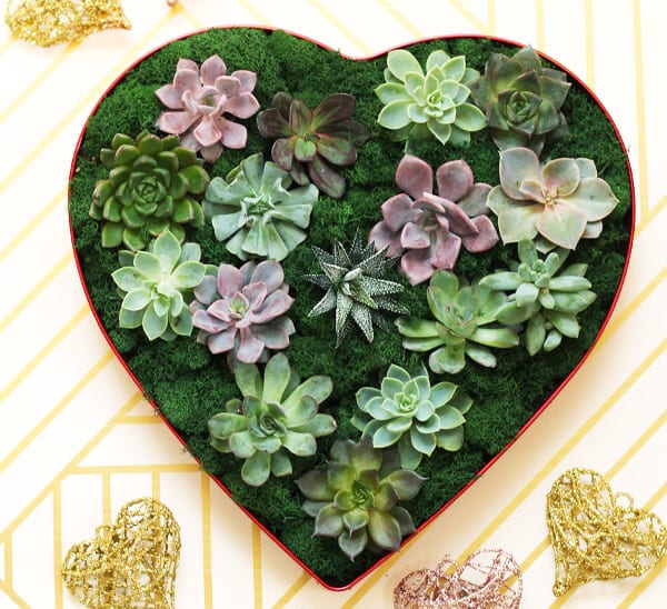 How to Make a Succulent Heart | Calloway's Nursery