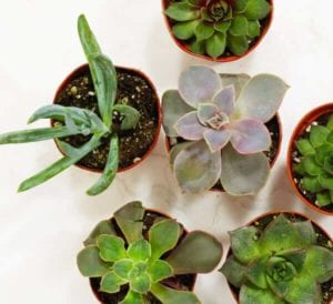 feature-succulentscontainers-opt