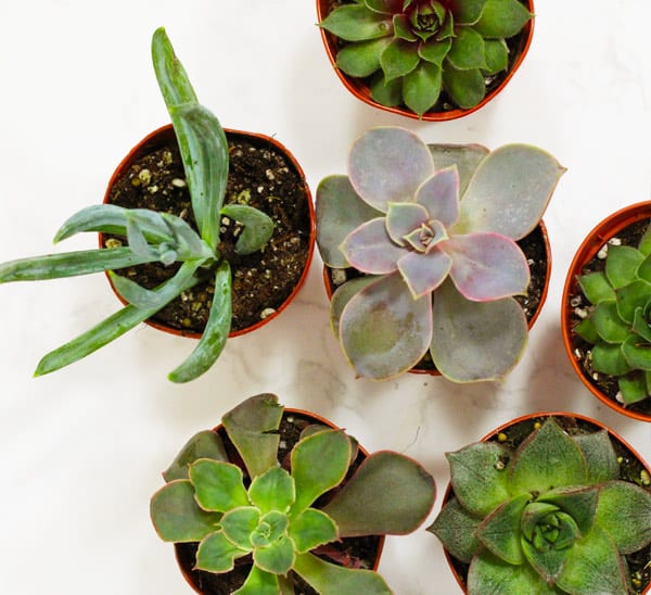 succulents