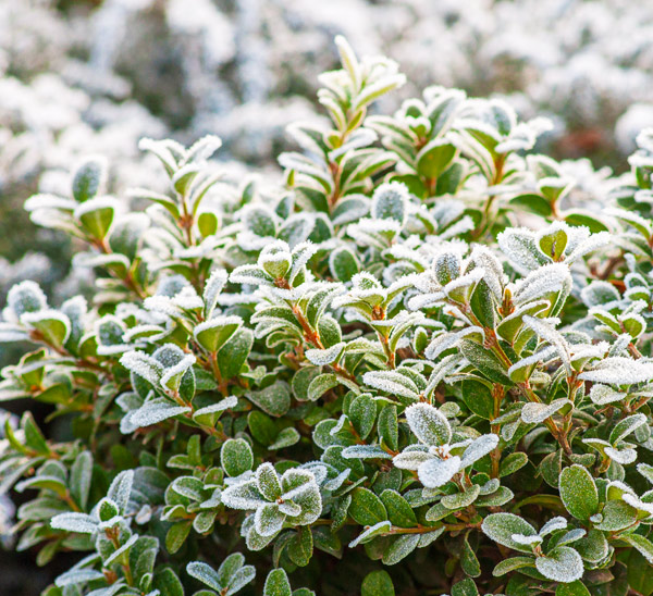 how to save cold damaged plants