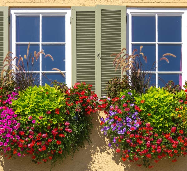 All You Need to Know About Summer Window Boxes | Calloway's Nursery