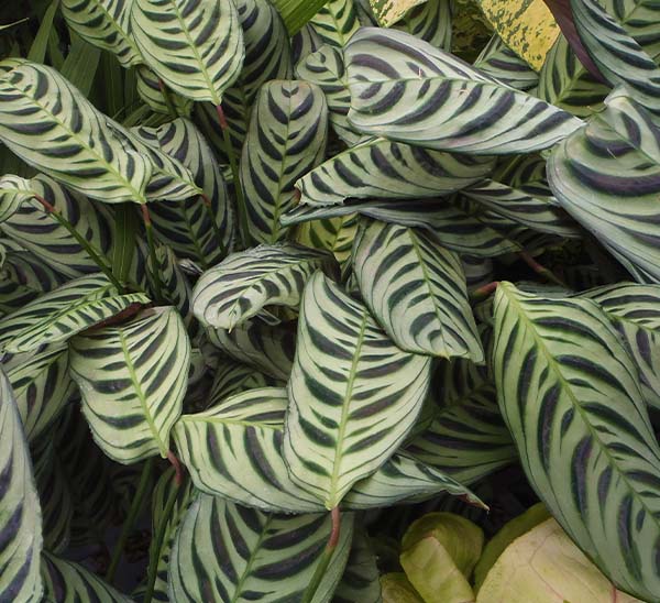 Purple Ice Plant Calloway #39 s Nursery