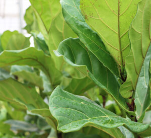 Fiddle Leaf Fig