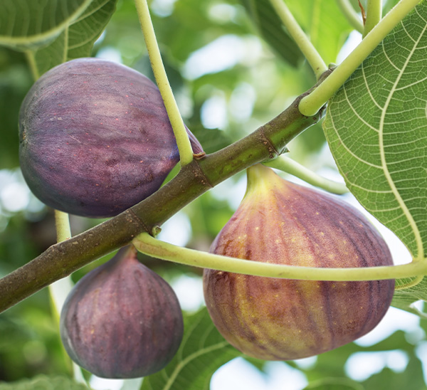 Fruit Trees 