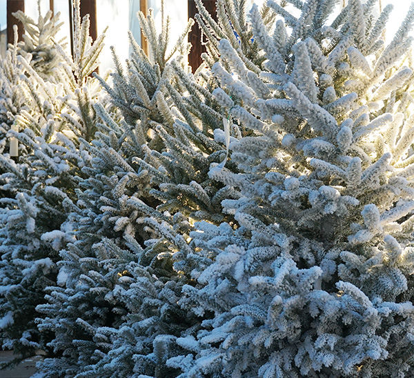 Link to Flocked & Tipped Fresh Cut Christmas Trees  product page