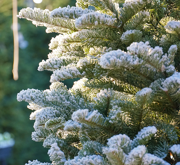 Link to Flocked & Tipped Fresh Cut Christmas Trees  product page