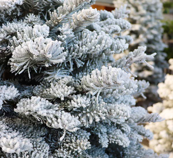 Flocked & Tipped Fresh Cut Christmas Trees 