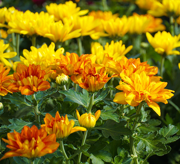 Link to Floral Mums product page