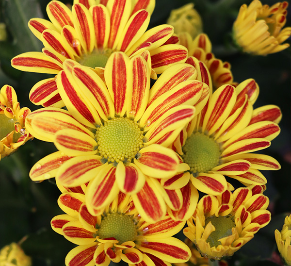 Link to Floral Mums  product page