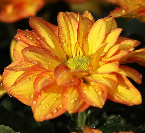 Floral Mums