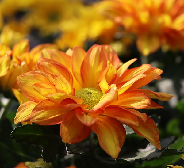 Link to Floral Mums product page