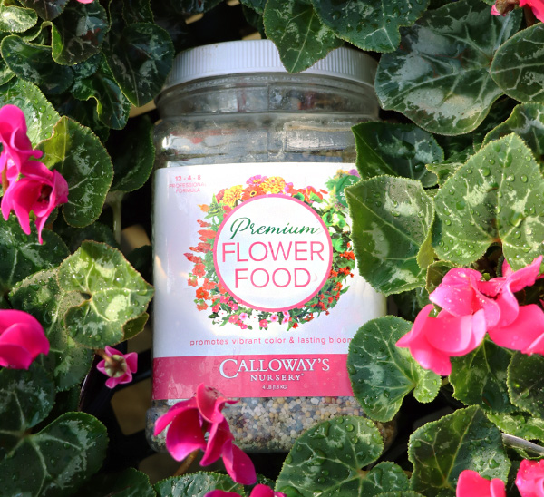 Link to Calloway’s Premium Flower Food product page