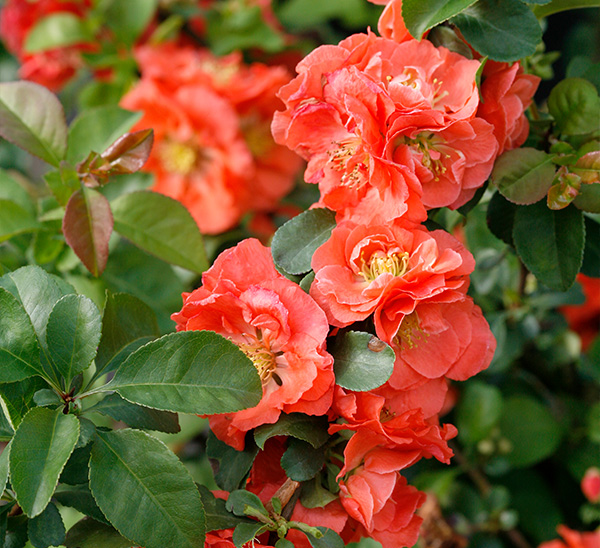 Flowering Quince 