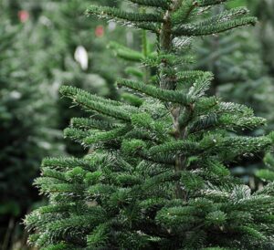 Fresh Cut Fraser Fir Christmas Tree