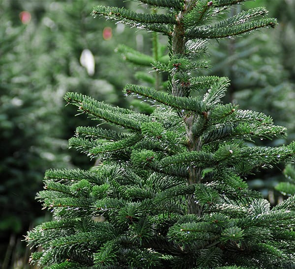 Fresh Cut Fraser Fir