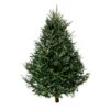 Fresh Cut Fraser Fir Christmas Tree Photo 2