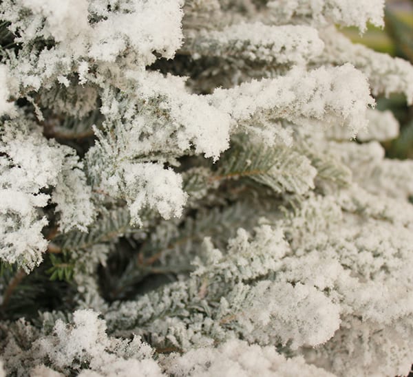 Fresh Cut Flocked Fraser Fir