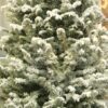 Fresh Cut Flocked Fraser Fir