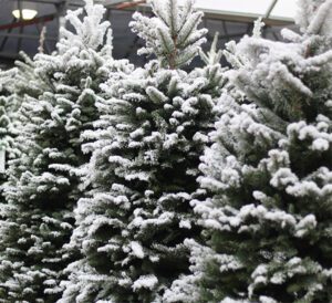Fresh Cut Christmas Trees