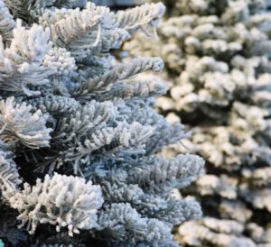 Fresh Cut Christmas Trees