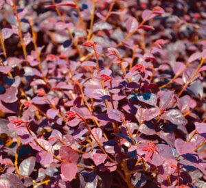 Cherry Blast Fringe Flower