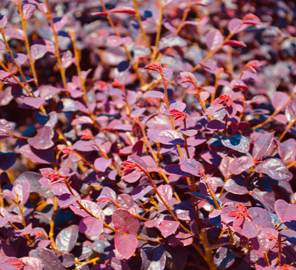 Link to Cherry Blast Loropetalum product page