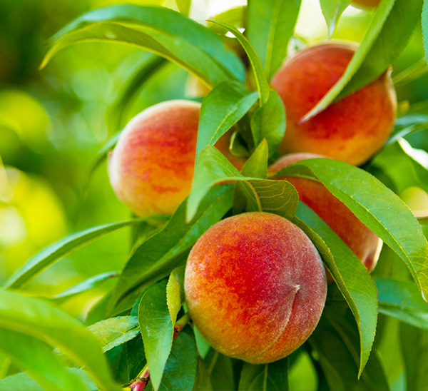 Fruit Trees 