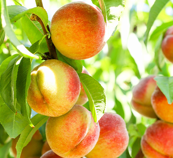 Pick & Plant Fruit Tree Promo