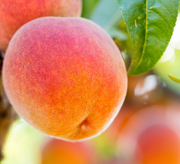 Fruit Trees 