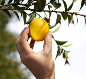 Lemon picked from tree