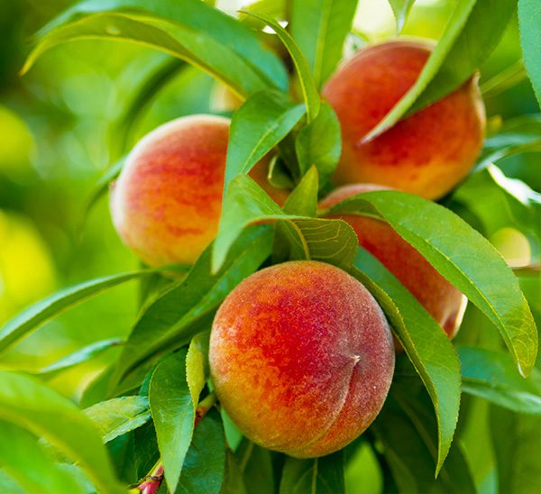 Fruit Trees 