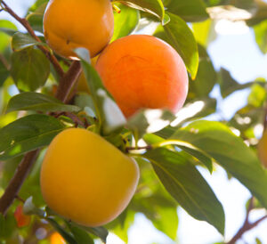 persimmon fruit tree
