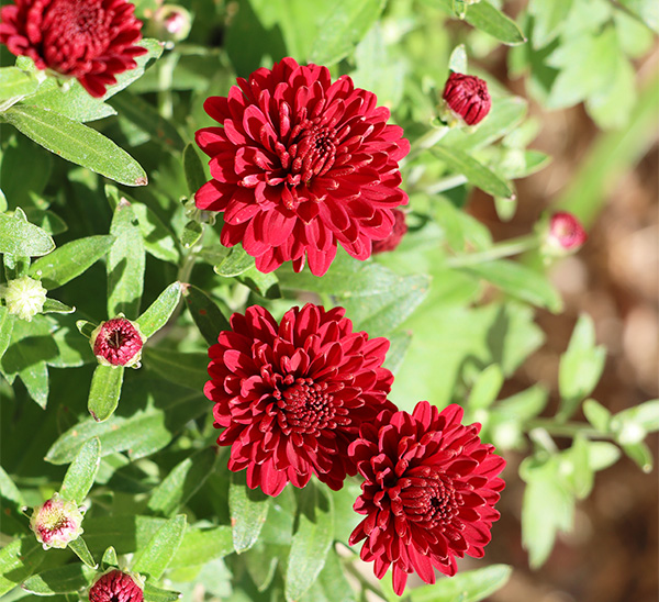 Link to Garden Mums  product page