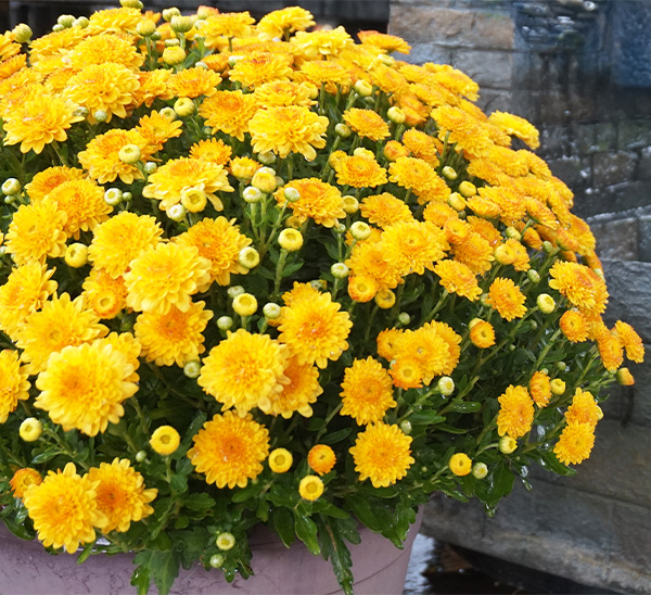 Link to Garden Mums  product page