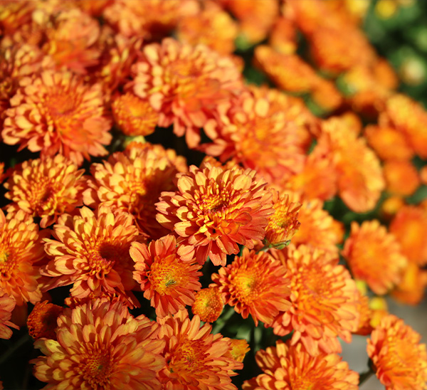Link to Garden Mums  product page