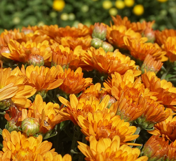 Link to Garden Mums product page