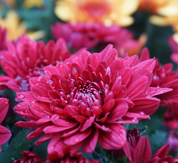 Garden Mums 