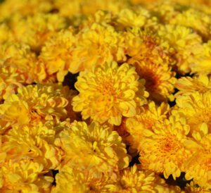 Garden Mums