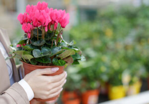 woman holding pink cyclamen in garden center