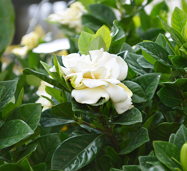Link to Jubilation Gardenia  product page