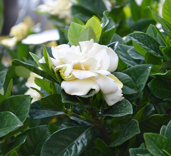 Gardenia 