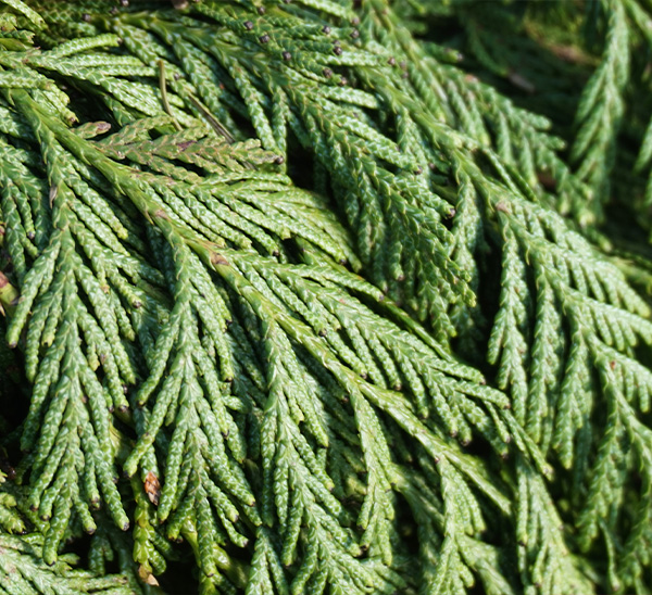 Fresh Christmas Greenery 