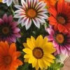 gazania mix