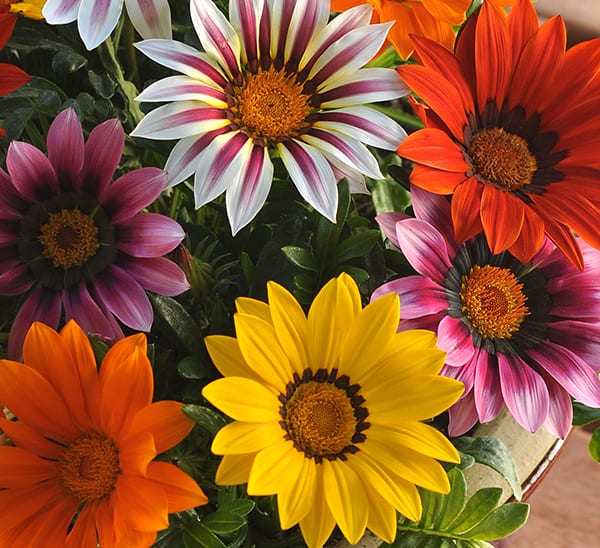 Gazania