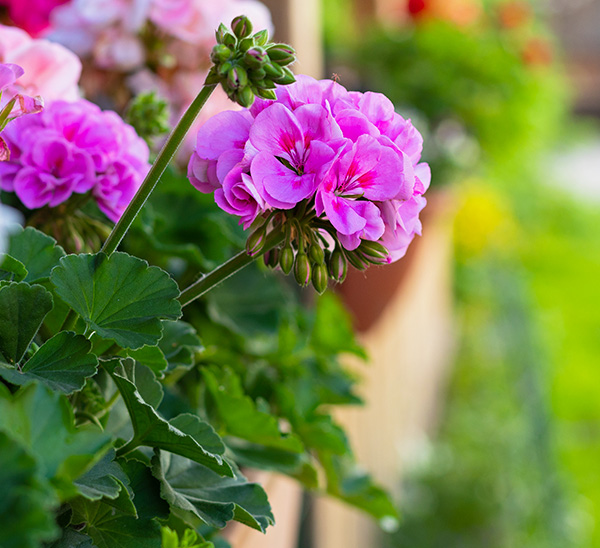 Geraniums 