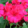 geranium hot pink