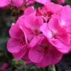 geranium lavender